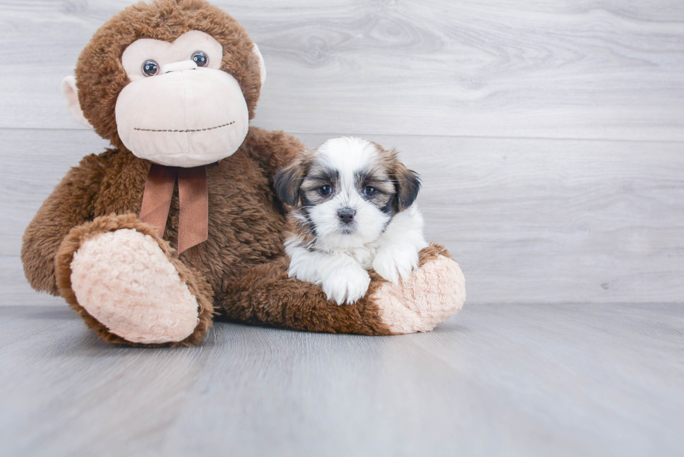 Teddy Bear Pup Being Cute