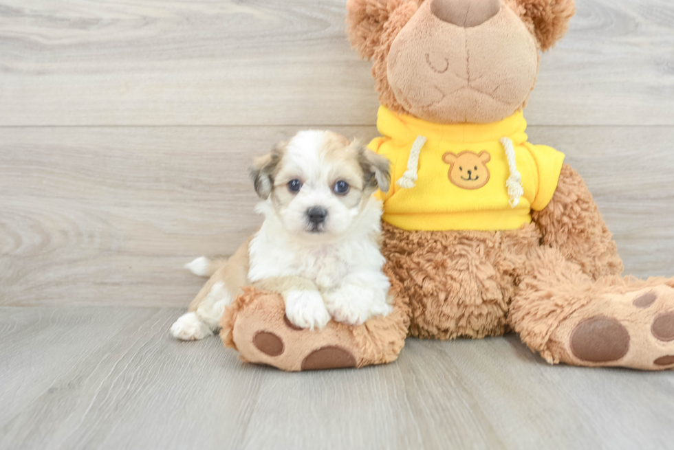 Funny Teddy Bear Designer Pup