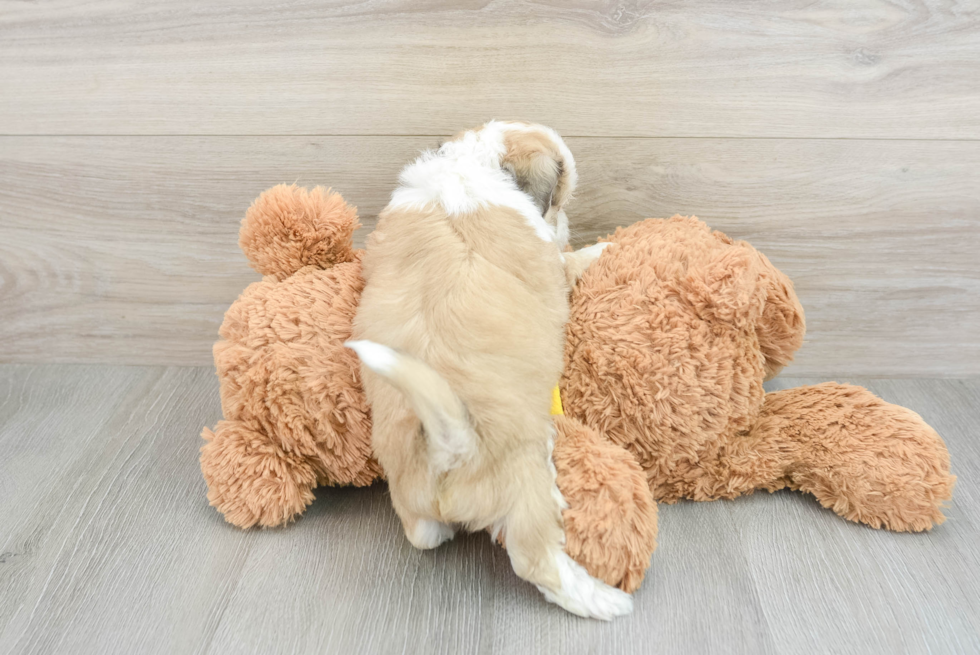 Small Teddy Bear Baby