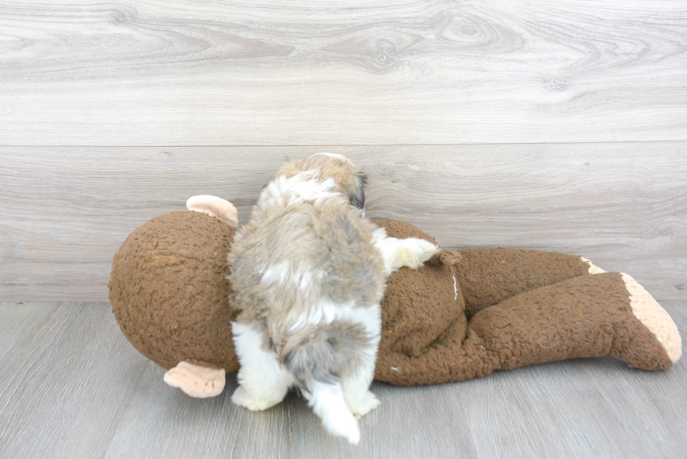 Teddy Bear Pup Being Cute