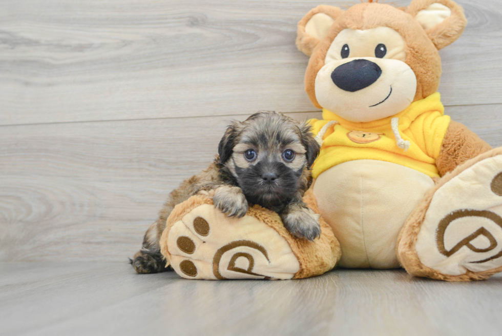 Teddy Bear Pup Being Cute