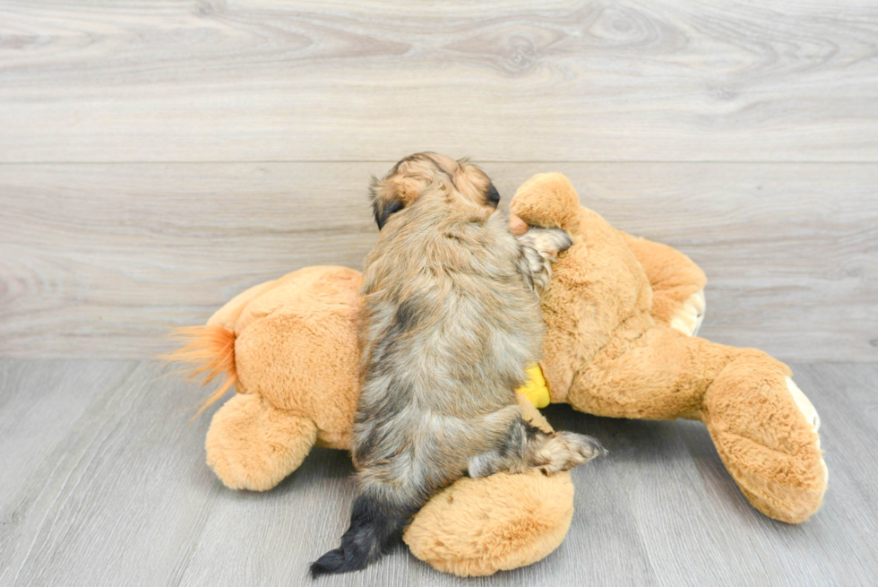 Petite Teddy Bear Designer Pup