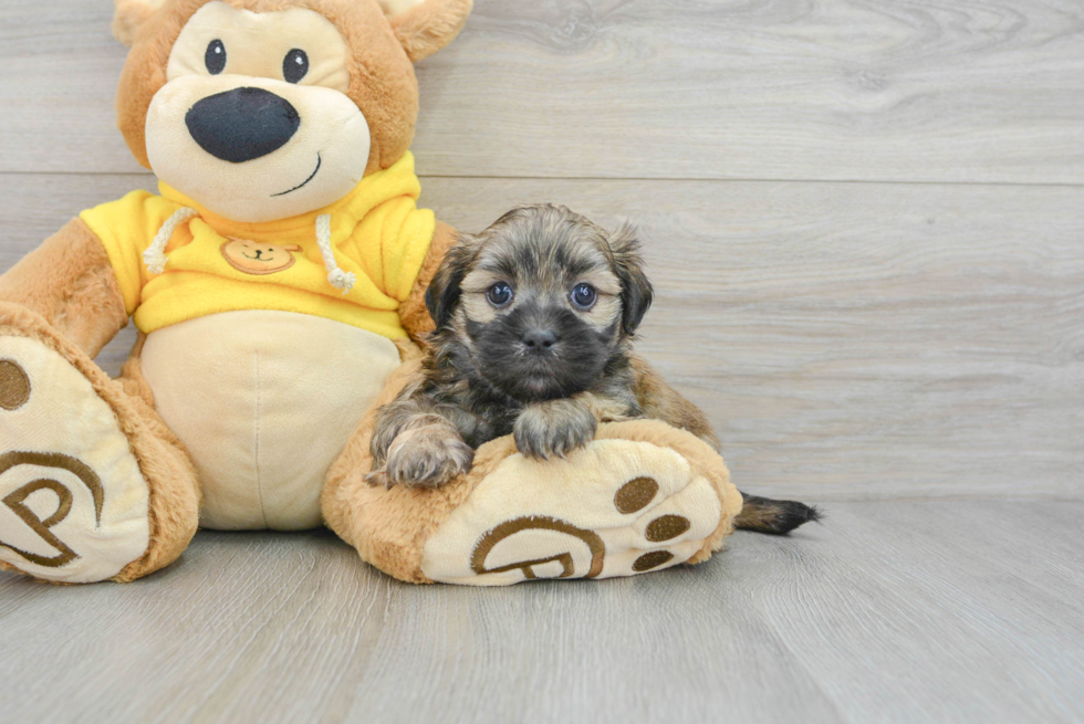 Energetic Shichon Designer Puppy