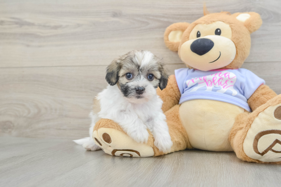 Happy Teddy Bear Baby