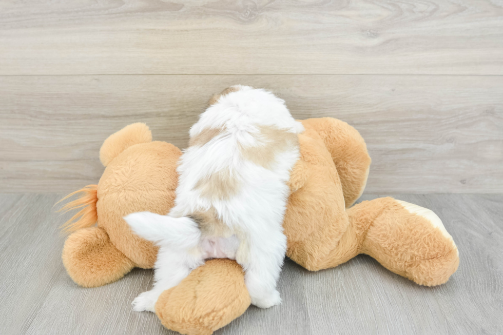 Friendly Teddy Bear Baby