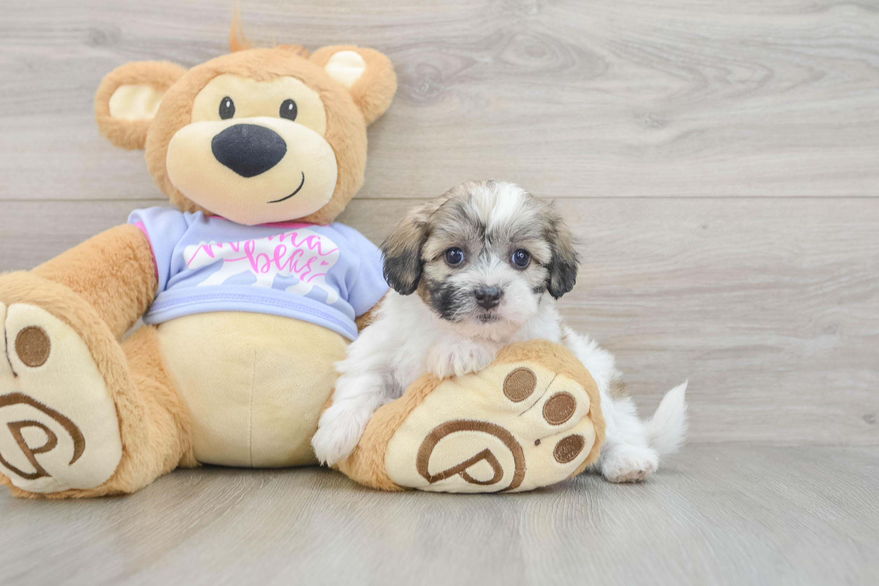 Teddy Bear Puppy for Adoption