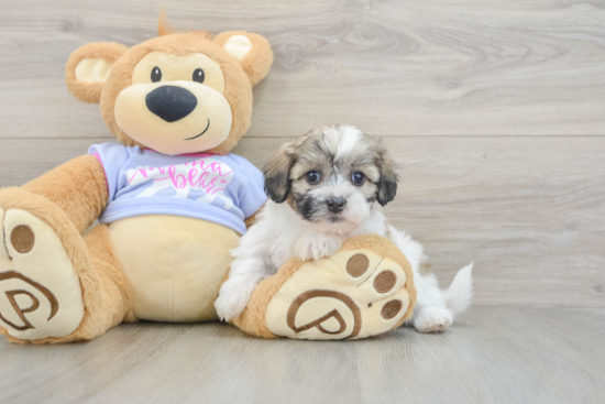 Teddy Bear Puppy for Adoption