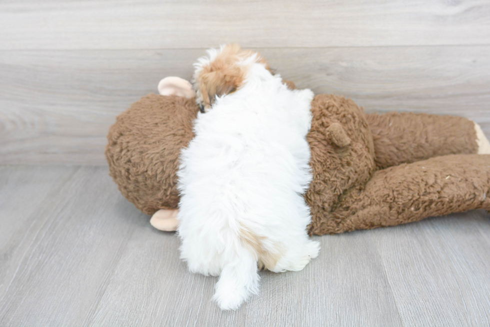 Funny Teddy Bear Designer Pup