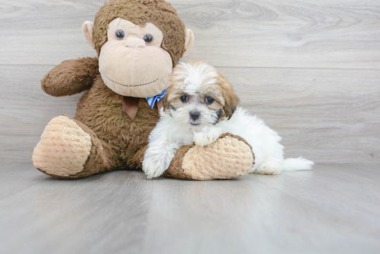 Funny Teddy Bear Designer Pup