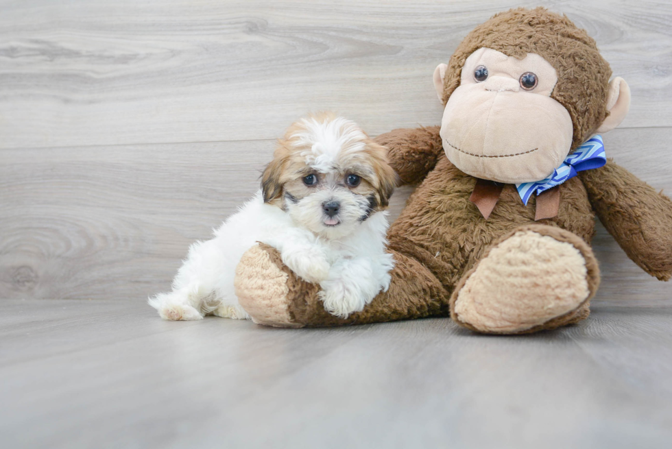 Teddy Bear Pup Being Cute