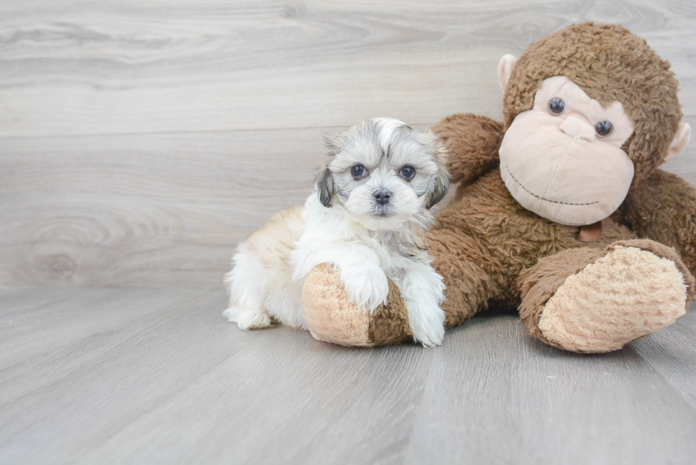 Fluffy Teddy Bear Designer Pup