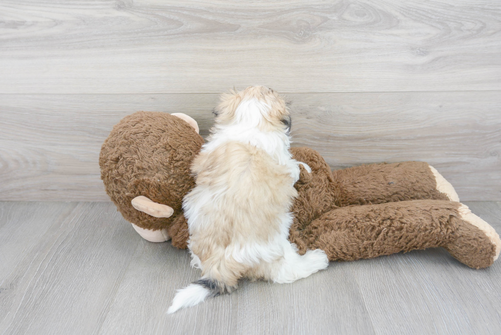 Teddy Bear Puppy for Adoption