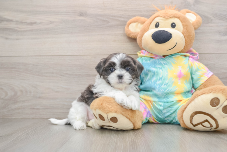 Teddy Bear Puppy for Adoption