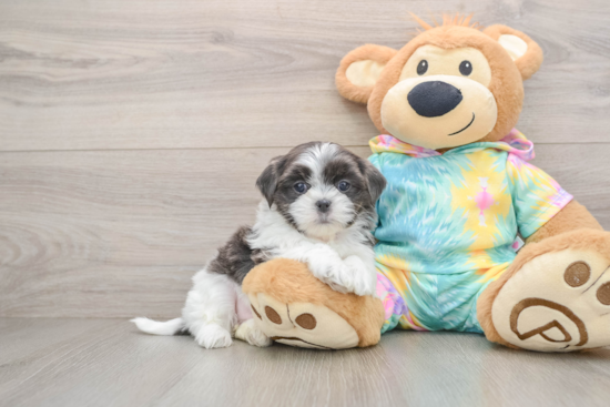 Teddy Bear Puppy for Adoption