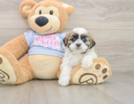 7 week old Teddy Bear Puppy For Sale - Premier Pups