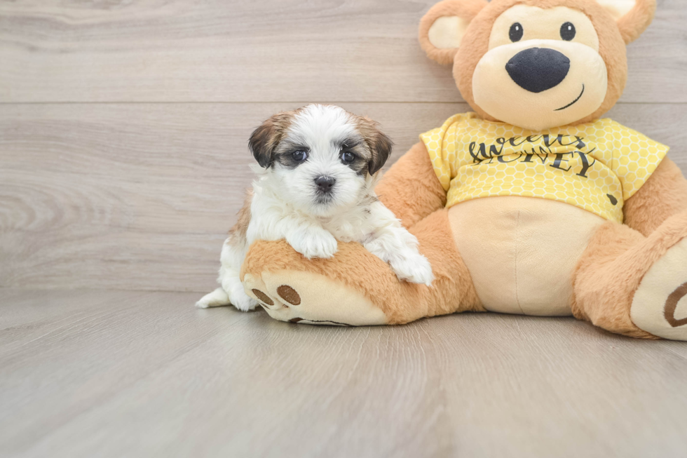 Best Teddy Bear Baby