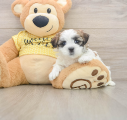 6 week old Teddy Bear Puppy For Sale - Premier Pups