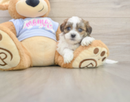 7 week old Teddy Bear Puppy For Sale - Premier Pups