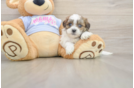 Best Teddy Bear Baby