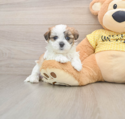 7 week old Teddy Bear Puppy For Sale - Premier Pups