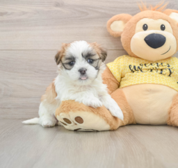 6 week old Teddy Bear Puppy For Sale - Premier Pups
