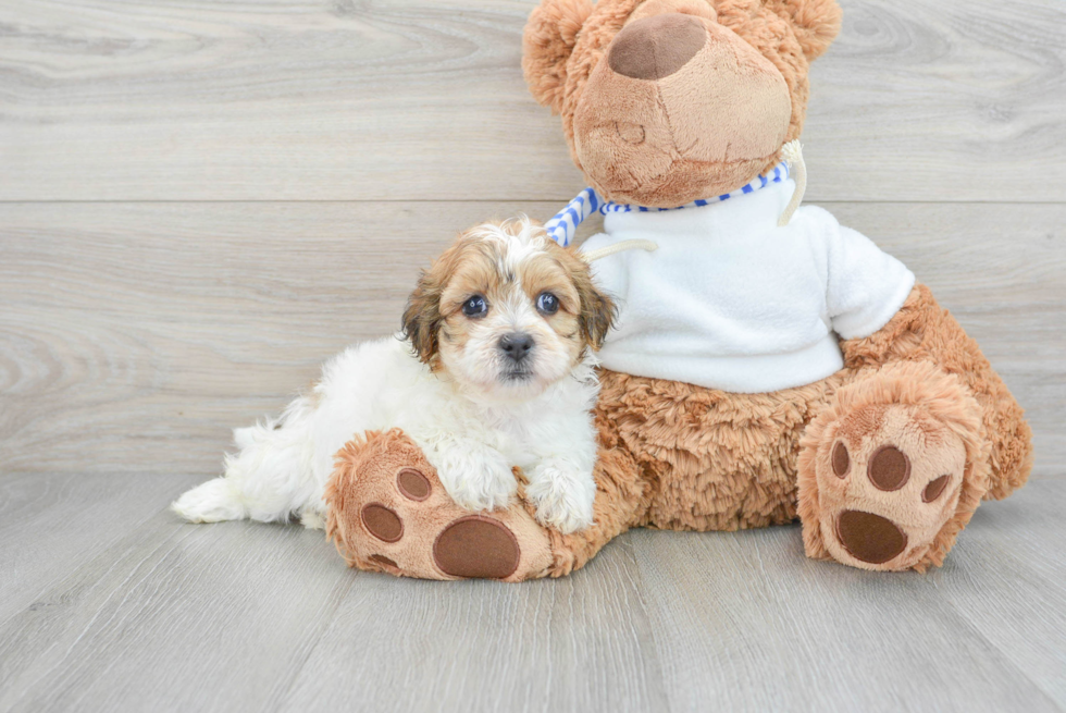 Popular Teddy Bear Designer Pup