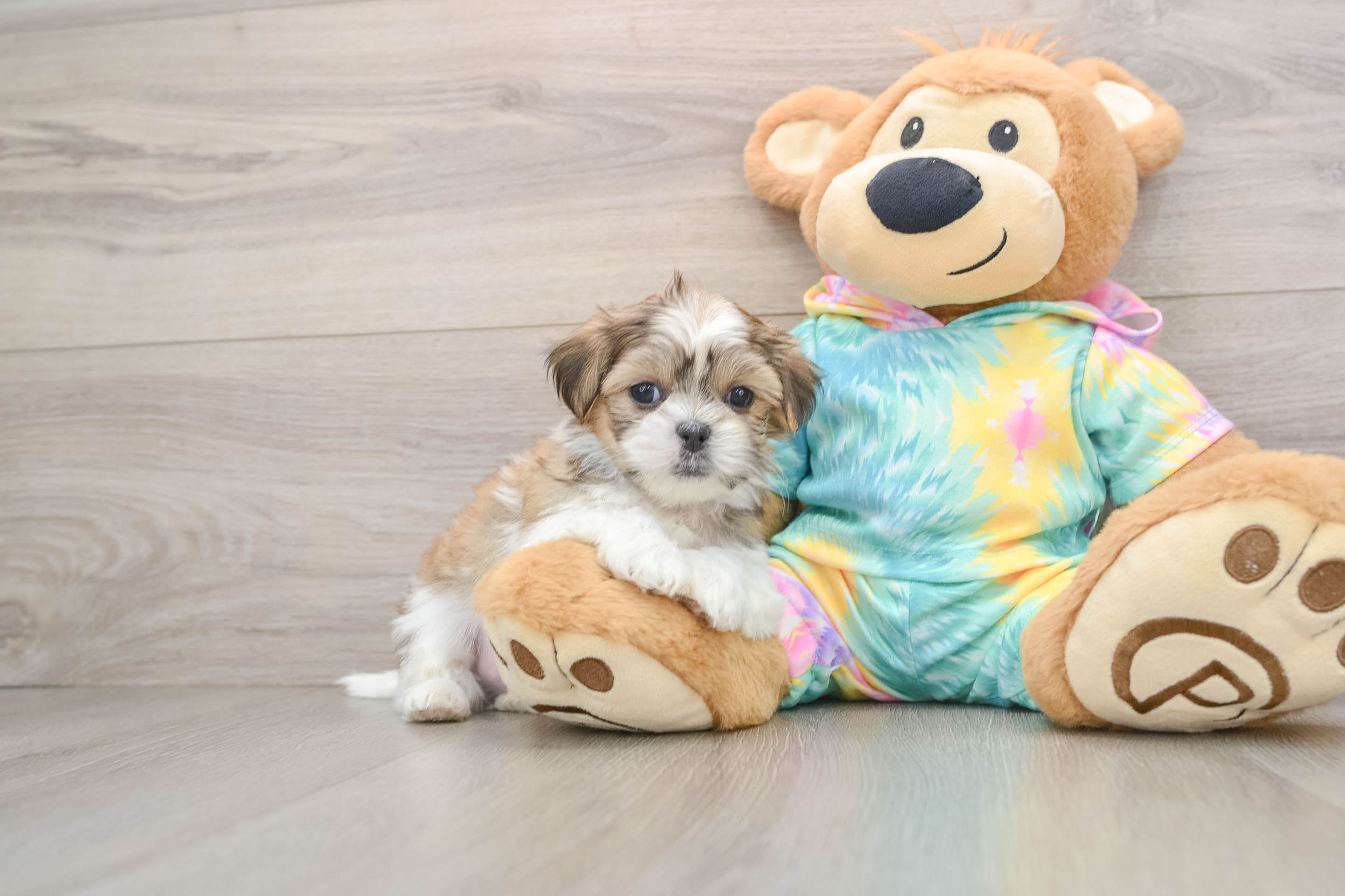 Best Teddy Bear Baby
