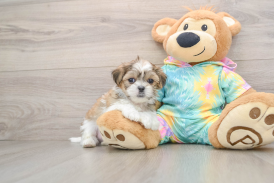 Best Teddy Bear Baby