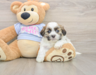 7 week old Teddy Bear Puppy For Sale - Premier Pups