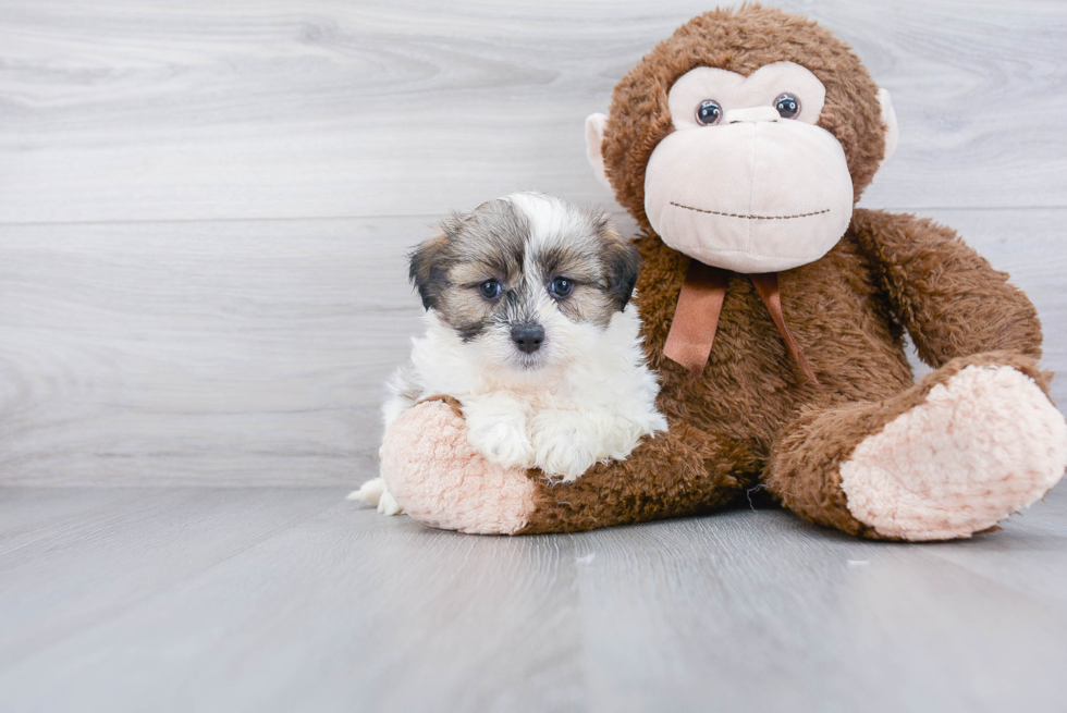 Popular Teddy Bear Designer Pup