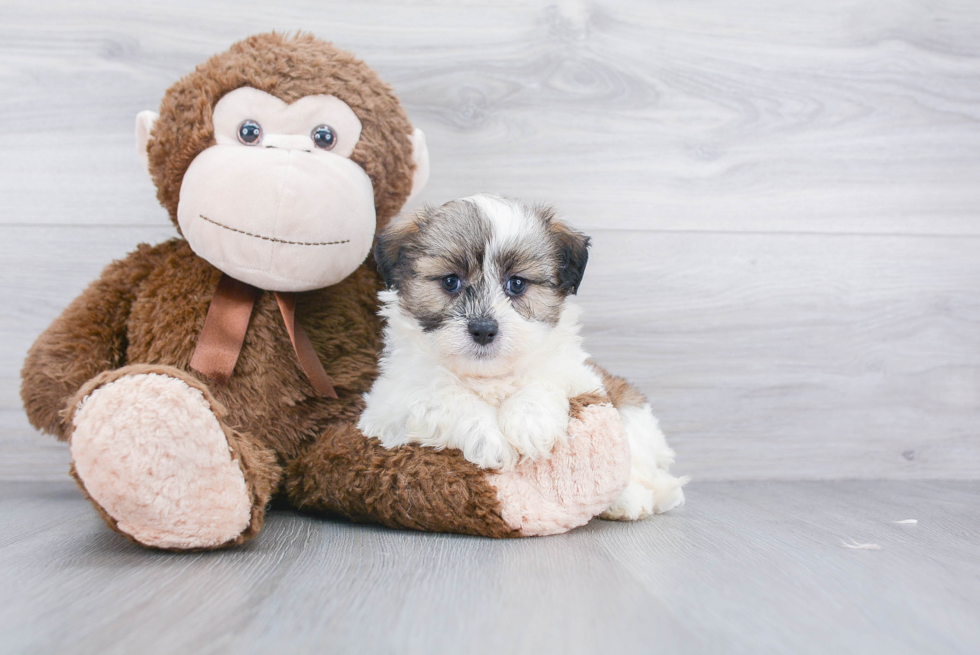 Best Teddy Bear Baby