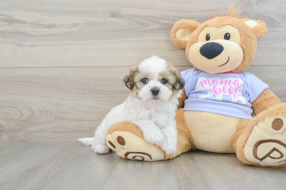 Sweet Teddy Bear Baby