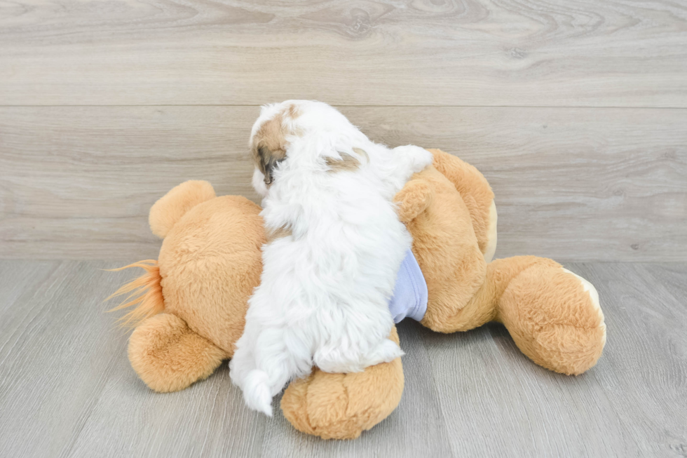 Funny Teddy Bear Designer Pup