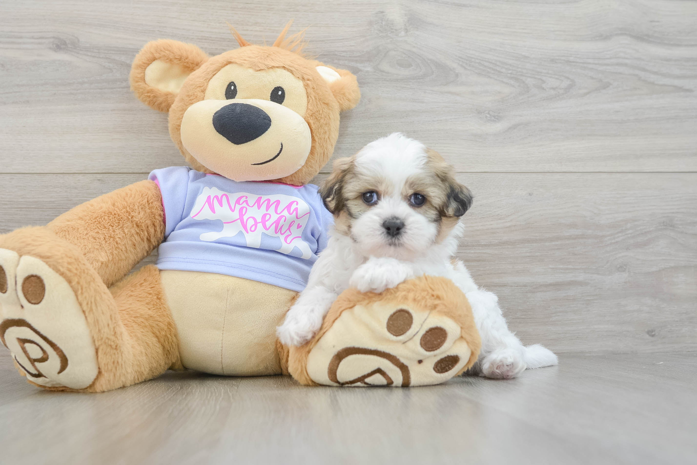 Teddy Bear Pup Being Cute