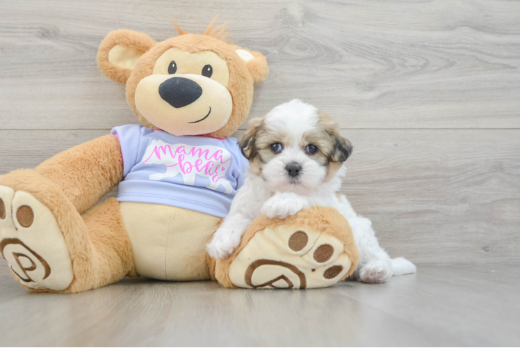 Teddy Bear Pup Being Cute