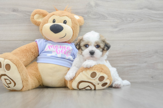 Teddy Bear Pup Being Cute