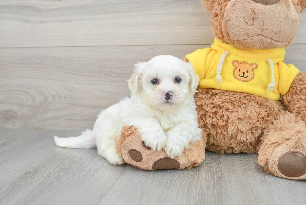 Teddy Bear Puppy for Adoption