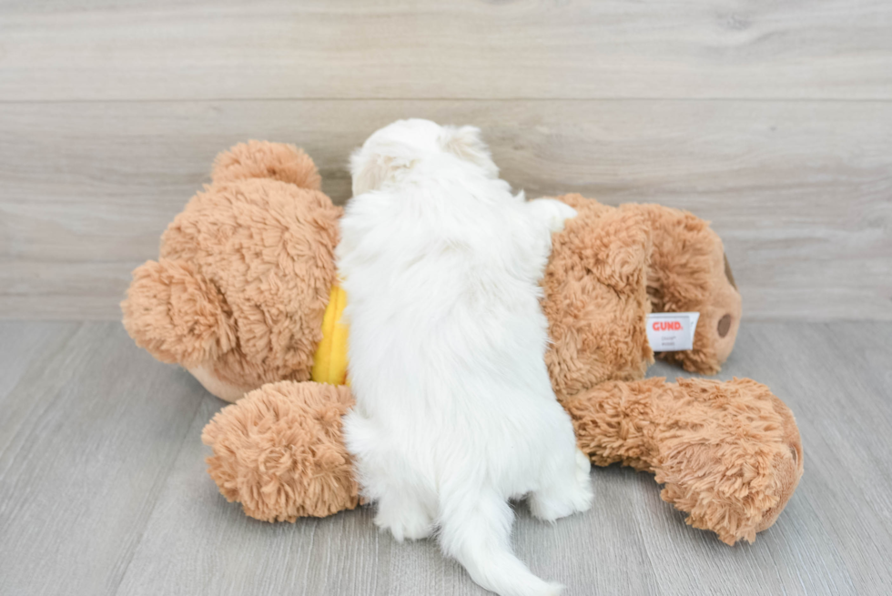 Teddy Bear Puppy for Adoption