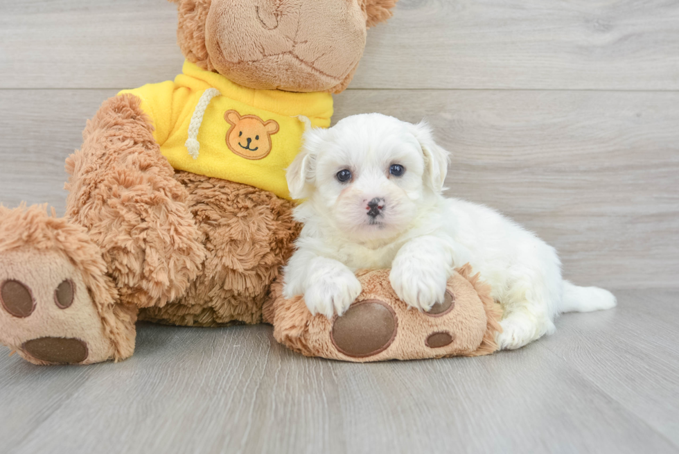 Popular Teddy Bear Designer Pup
