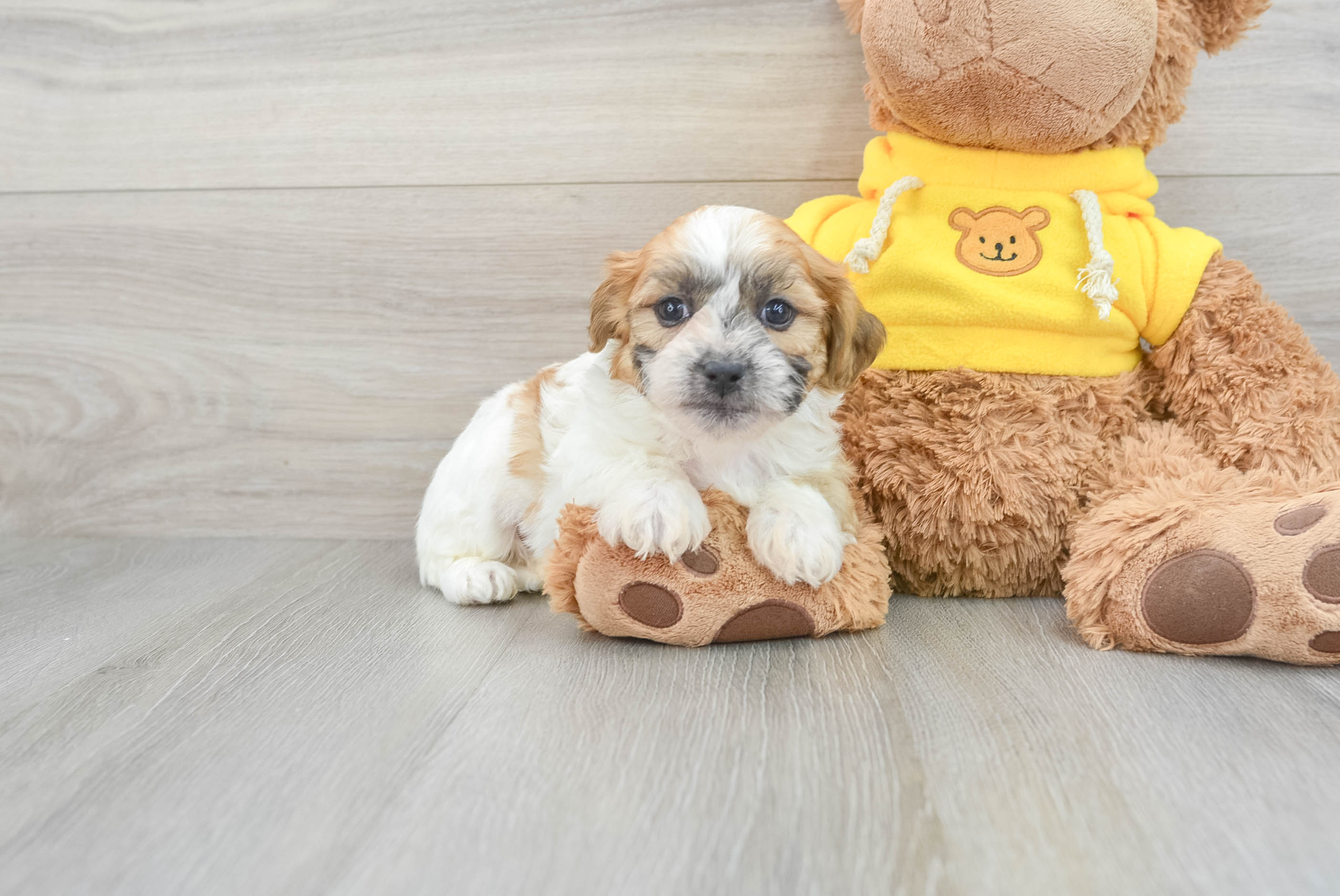 Teddy Bear Pup Being Cute