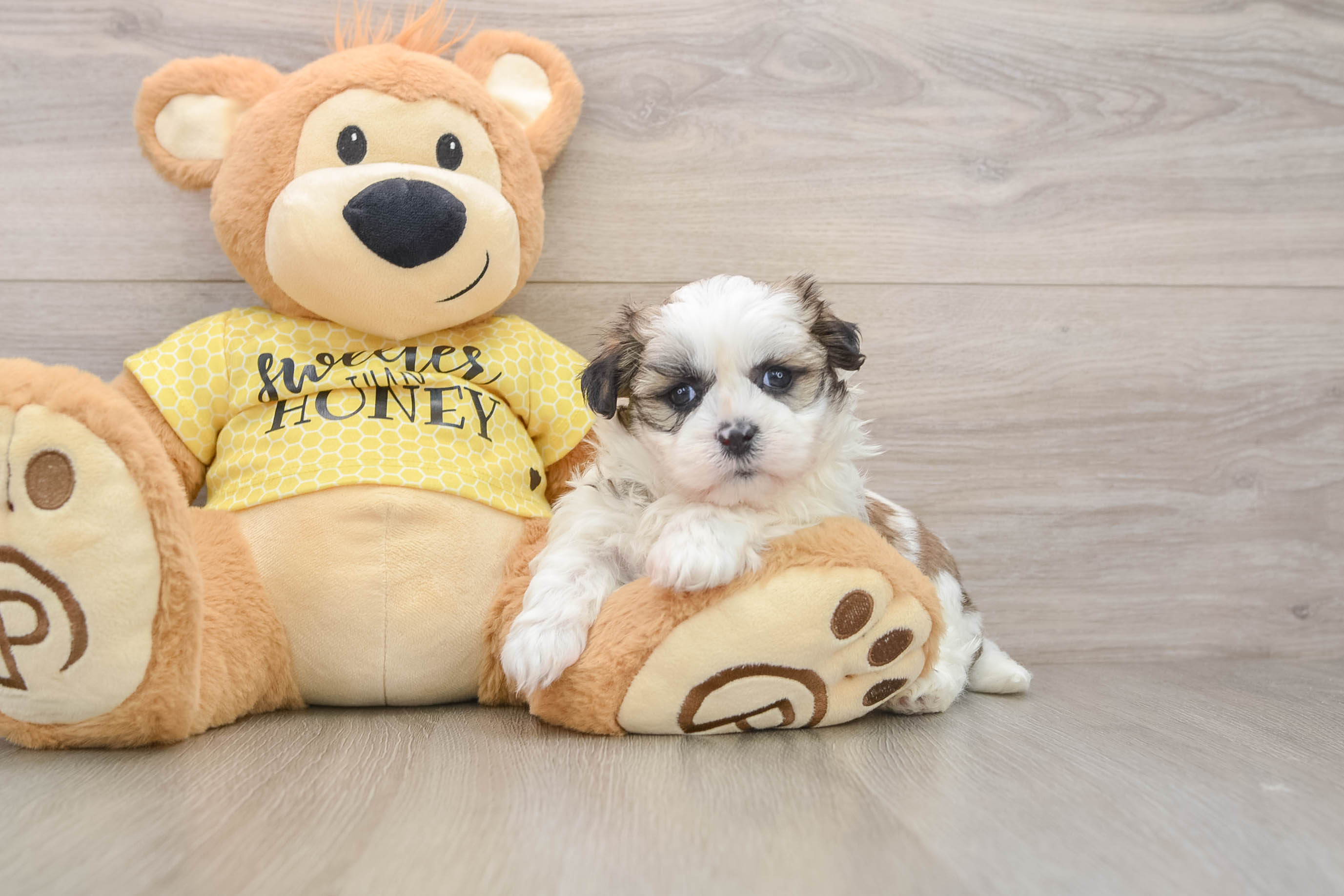 Teddy Bear Puppy for Adoption