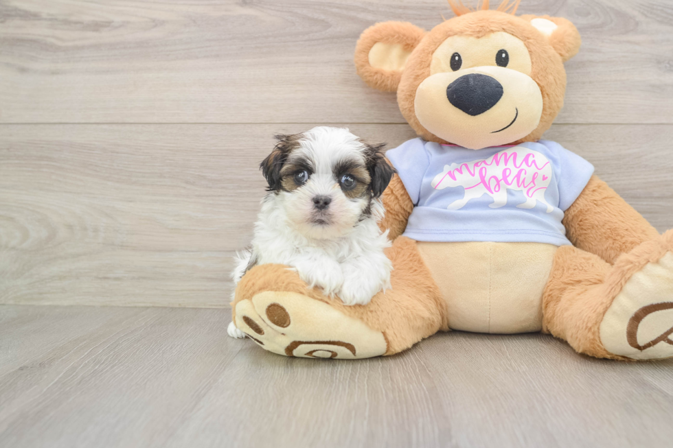Teddy Bear Pup Being Cute
