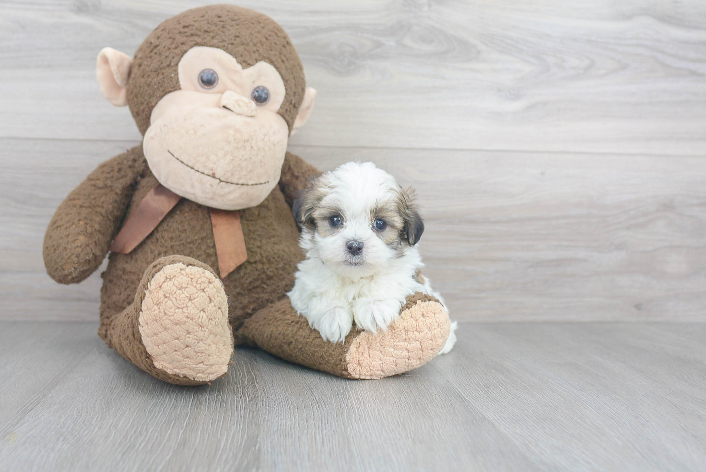 Friendly Teddy Bear Baby