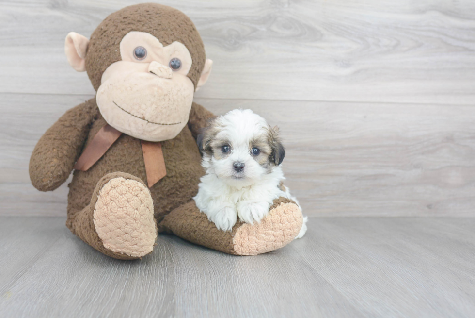 Friendly Teddy Bear Baby