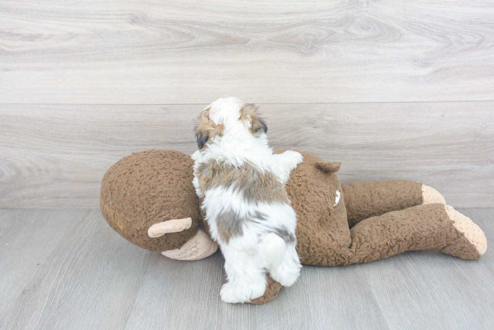 Best Teddy Bear Baby