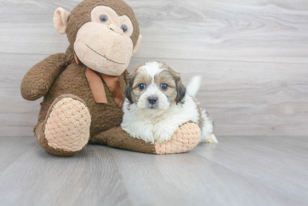 Funny Teddy Bear Designer Pup