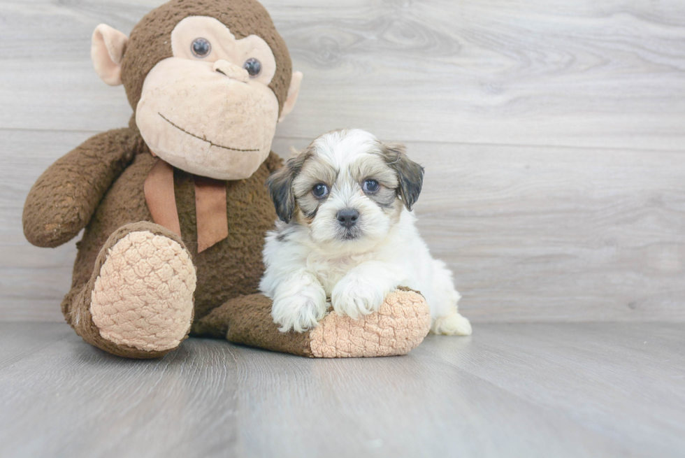 Petite Teddy Bear Designer Pup