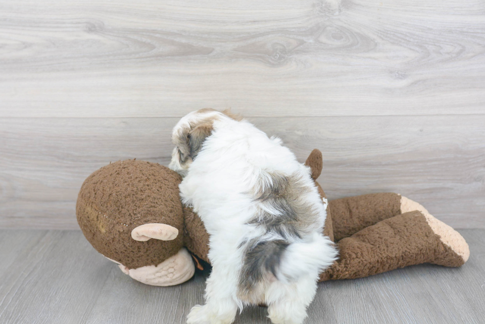 Best Teddy Bear Baby