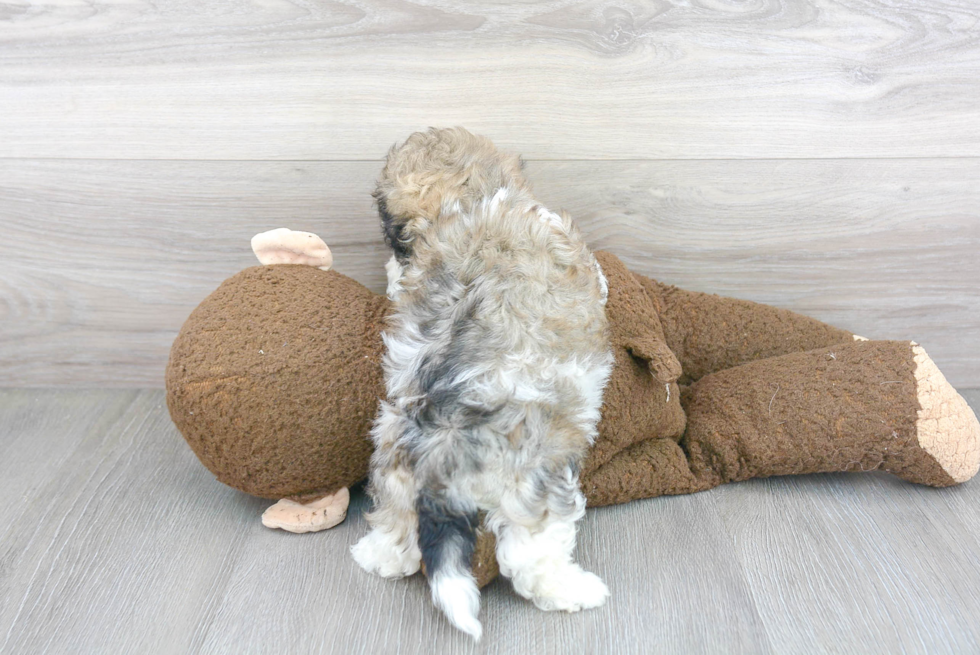 Teddy Bear Puppy for Adoption