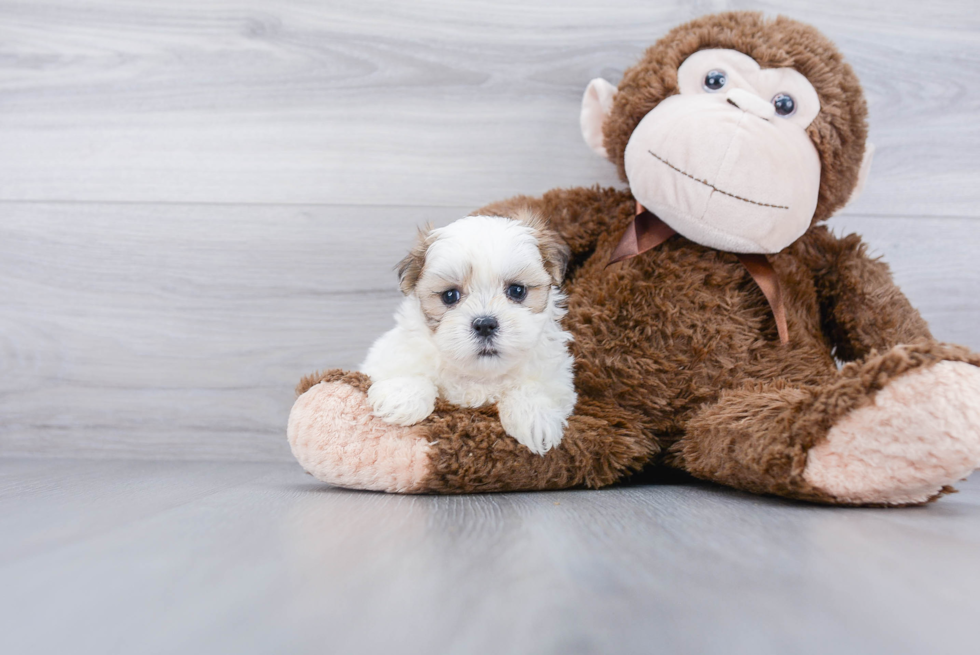 Friendly Teddy Bear Baby